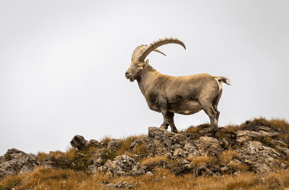 capricornio horóscopo características