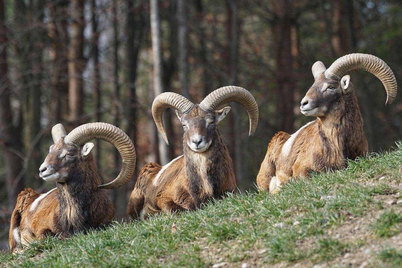 explicación de la simbología de aries